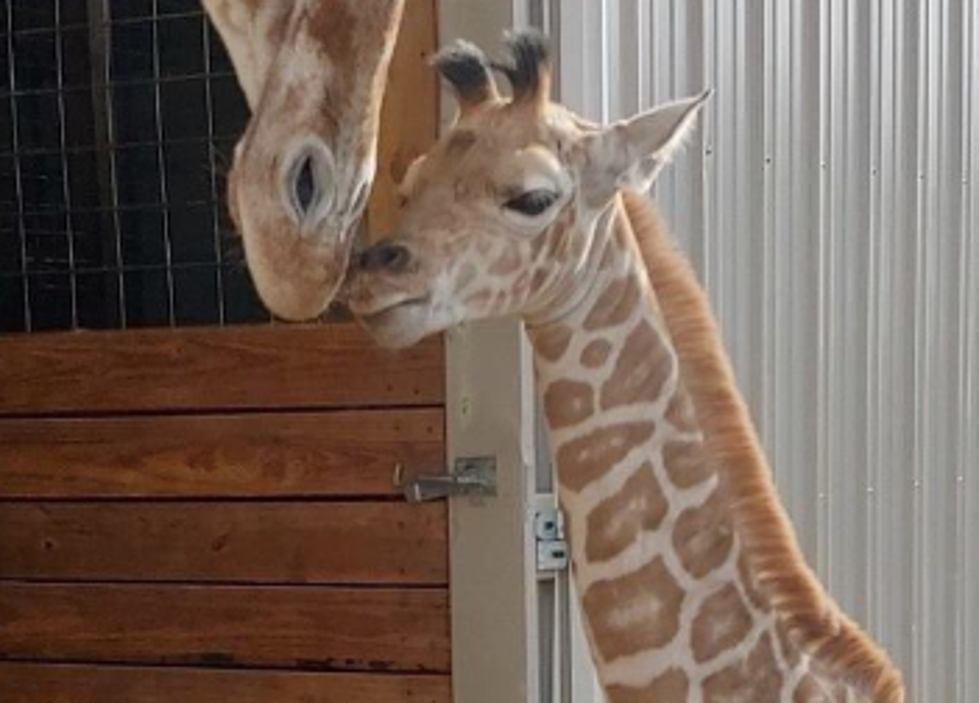 No Foolin&#8217;! April the Giraffe&#8217;s Son Now Has a Name