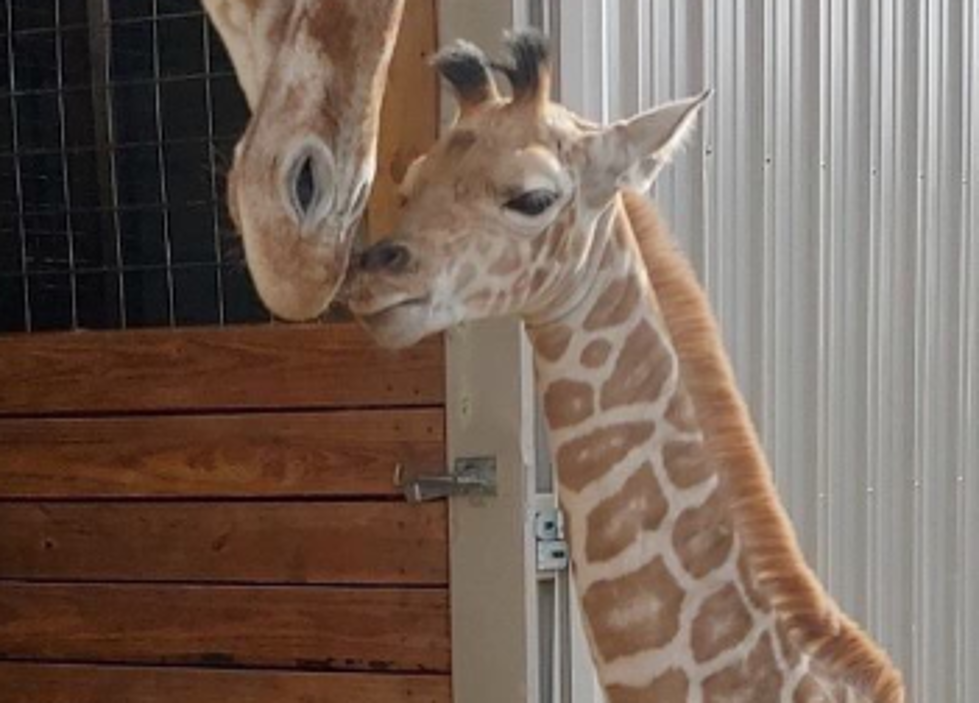 No Foolin’! April the Giraffe’s Son Now Has a Name