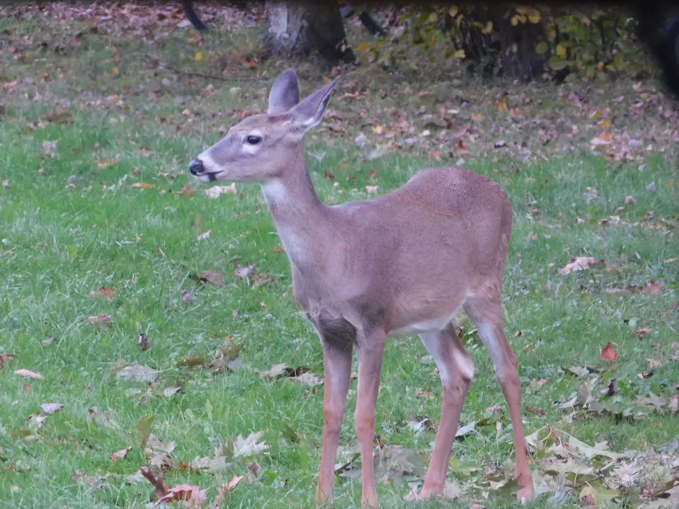 Fatal Crash Blamed on Deer
