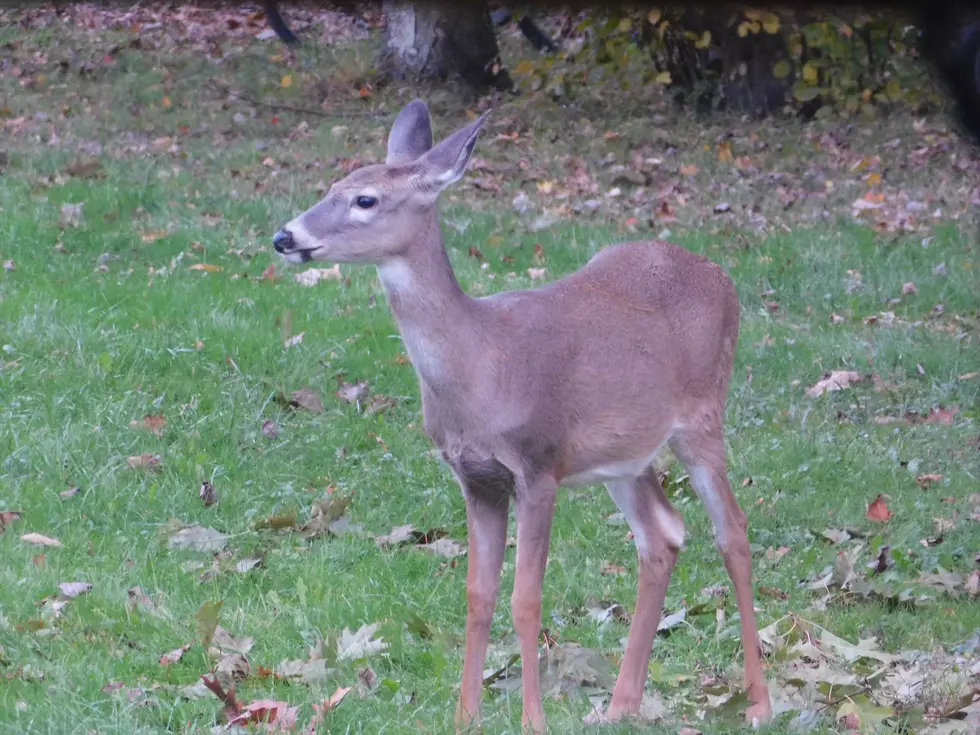 Deer Blamed for Fatal Car/Tractor Trailer Crash in Tioga County