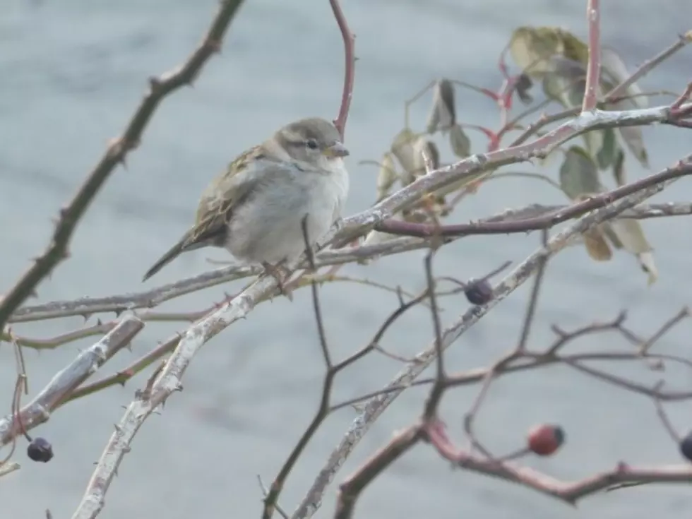 Flood-Prone Binghamton Park to Become Nature Trail