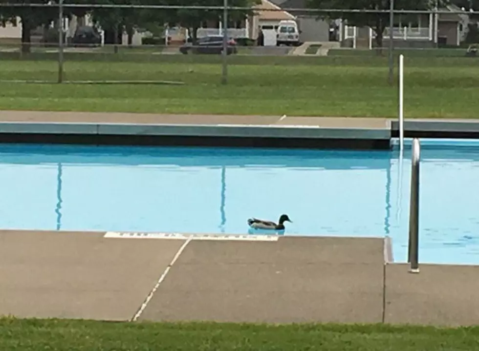 You Can Beat The Heat, Binghamton Park Pool Is Back Open
