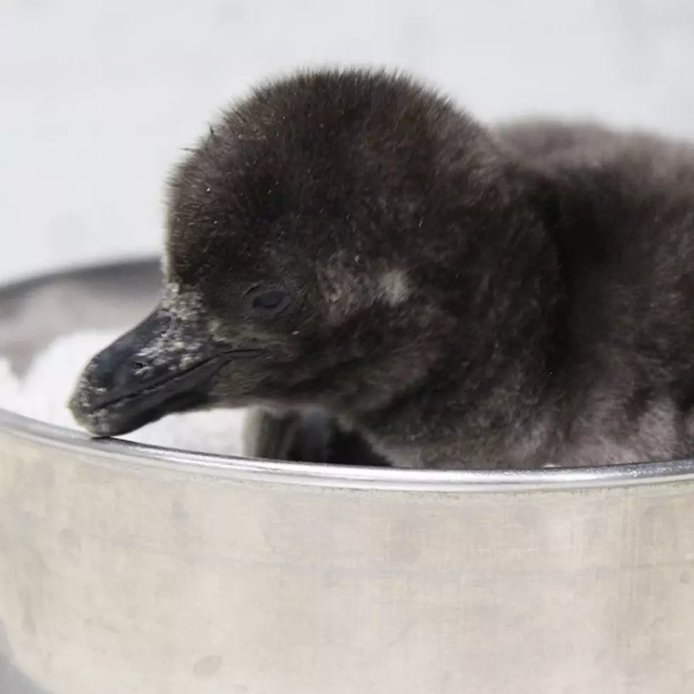 Help Ross Park Zoo Name the Baby Penguin