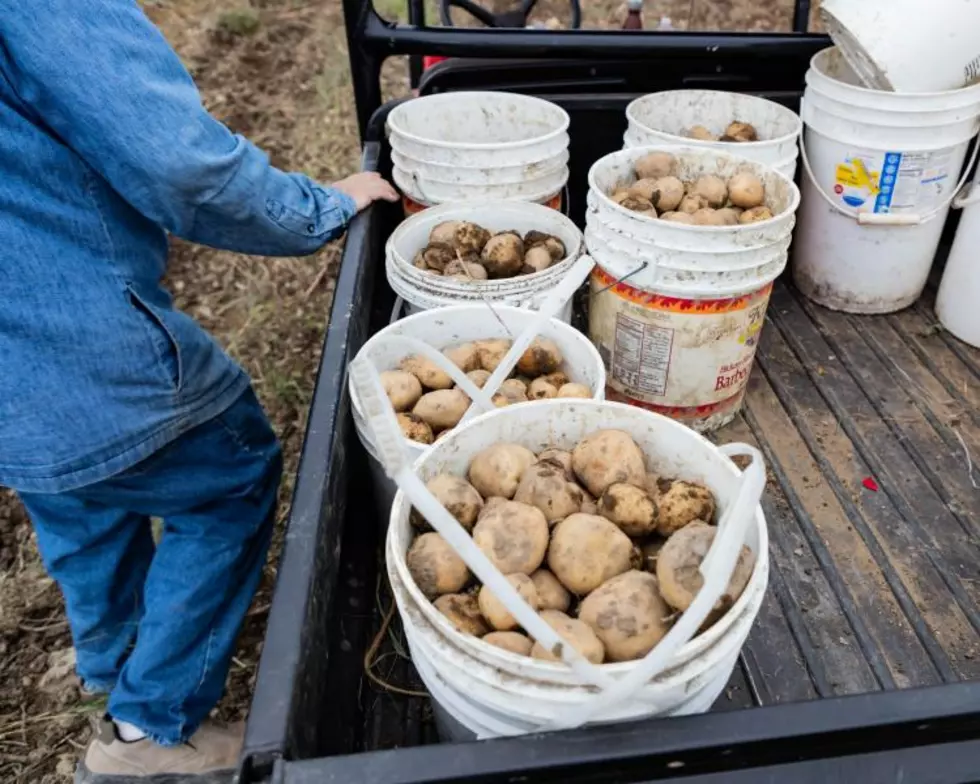 Volunteers Needed for Annual Potato Harvest
