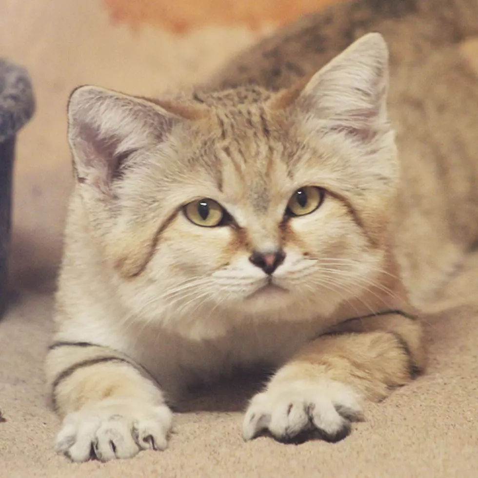 The Ross Park Zoo’s New Kitty