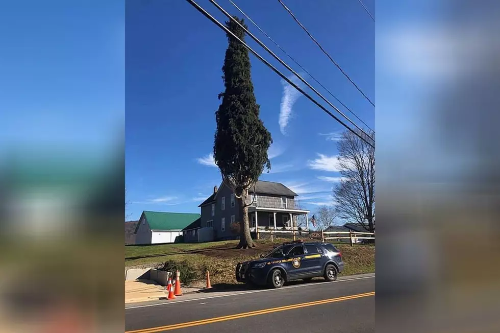 The Rockefeller Christmas Tree Arrives In NYC From Oneonta