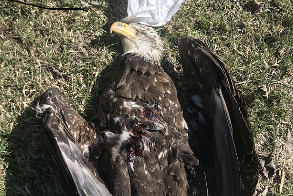$5,000 Reward for Info on Killer of Bald Eagle in Broome County