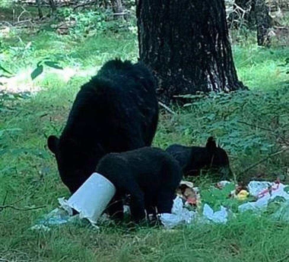 Black Bear Sighting Season In New York, One Stuck In Chicken Feeder