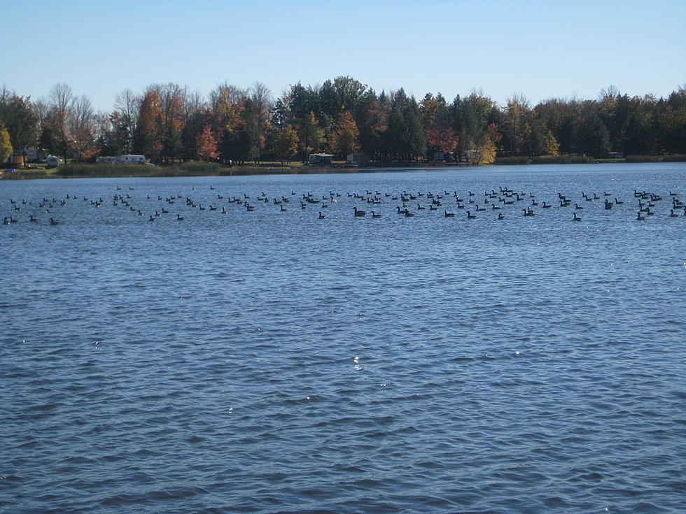 Potentially Dangerous Algal Bloom in Part of Cayuga Lake