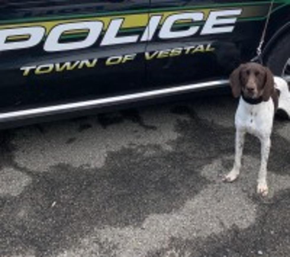 Vestal Police K9 Grizz Soon to Put Paws to Pavement