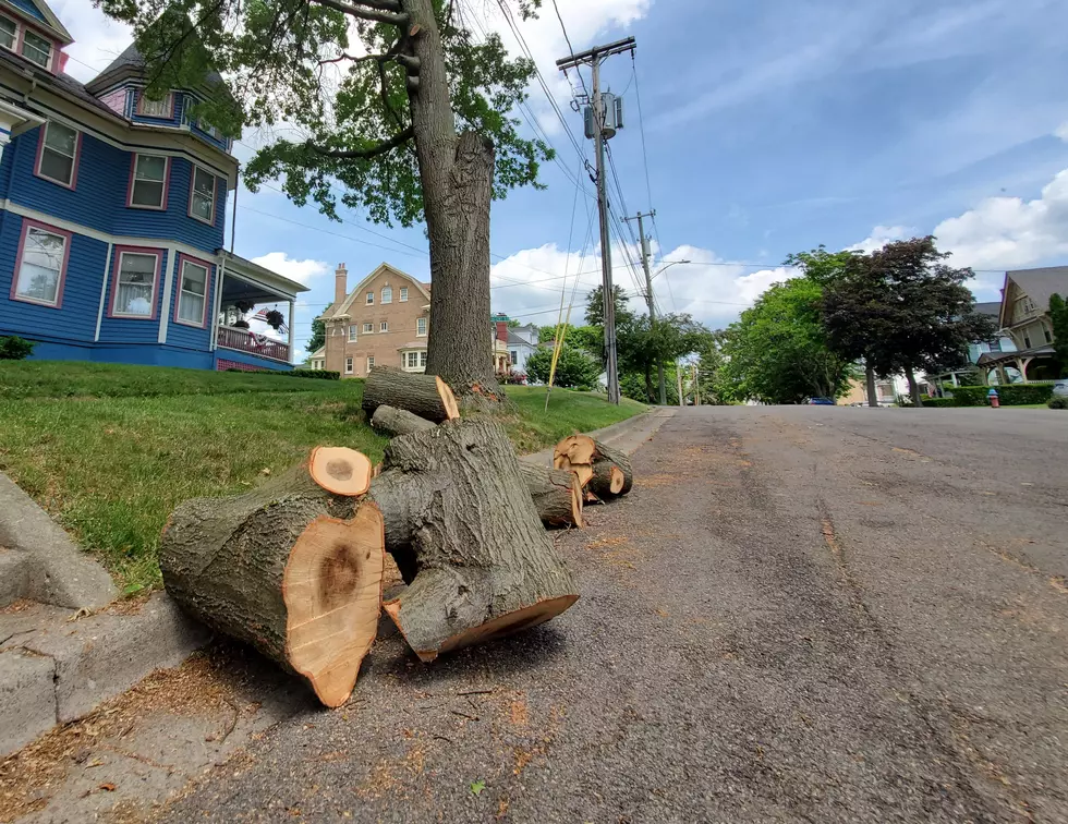 Binghamton West Side Residents Steamed by Tree “Hacking” Crews
