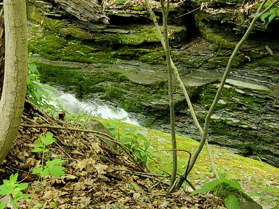 Woman’s Body Found in Creek Near Binghamton Home