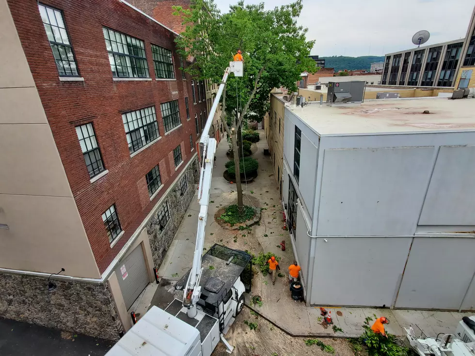 Binghamton Parks Department Workers Take Out Tall Downtown Trees