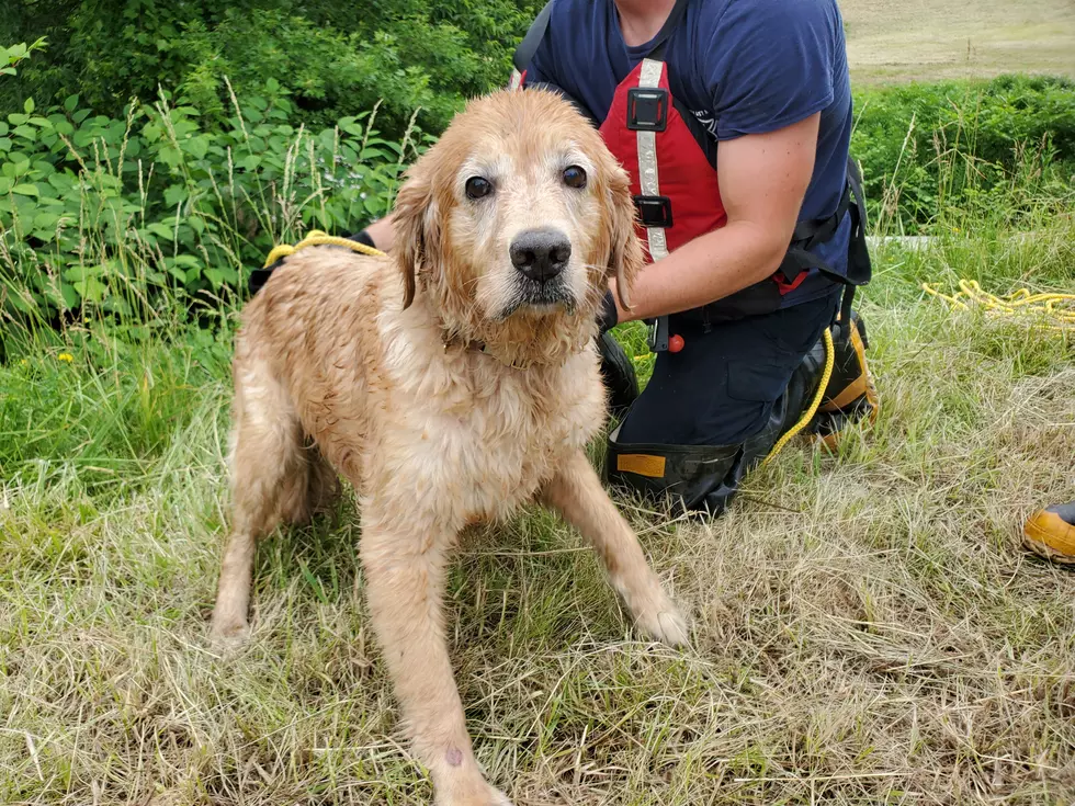 JC Firefighters Rescue Frightened Dog from Rain-Swollen Creek