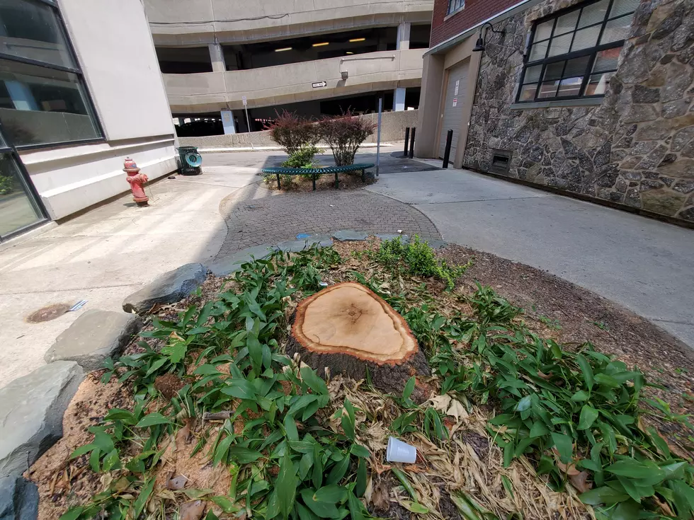 A tree stump in Commercial Alley on June 22, 2022. (Photo: Bob Joseph/WNBF News)