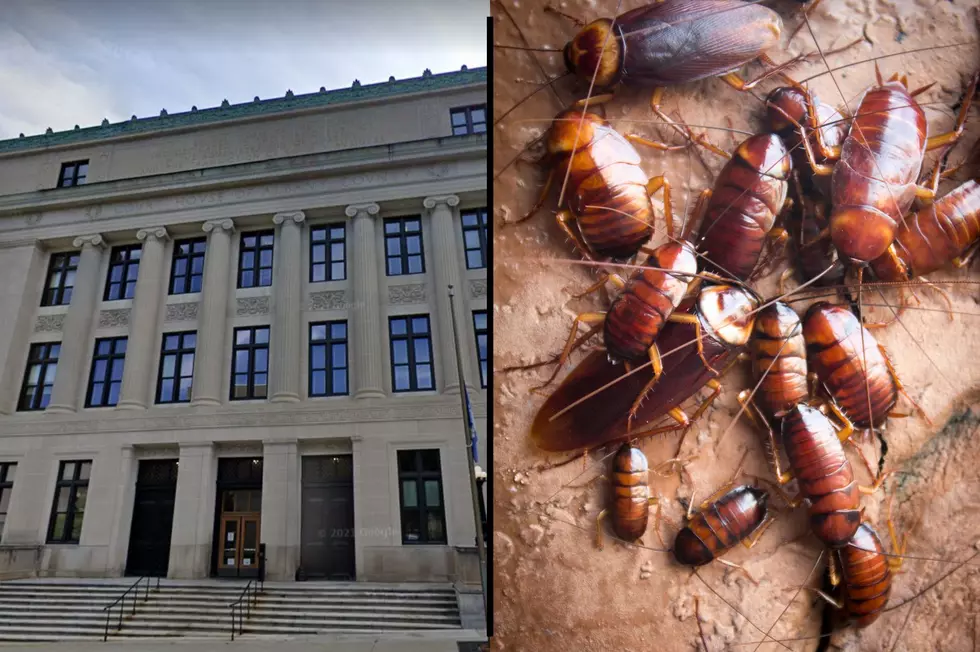 Albany City Court Shut Down by Cockroach Attack