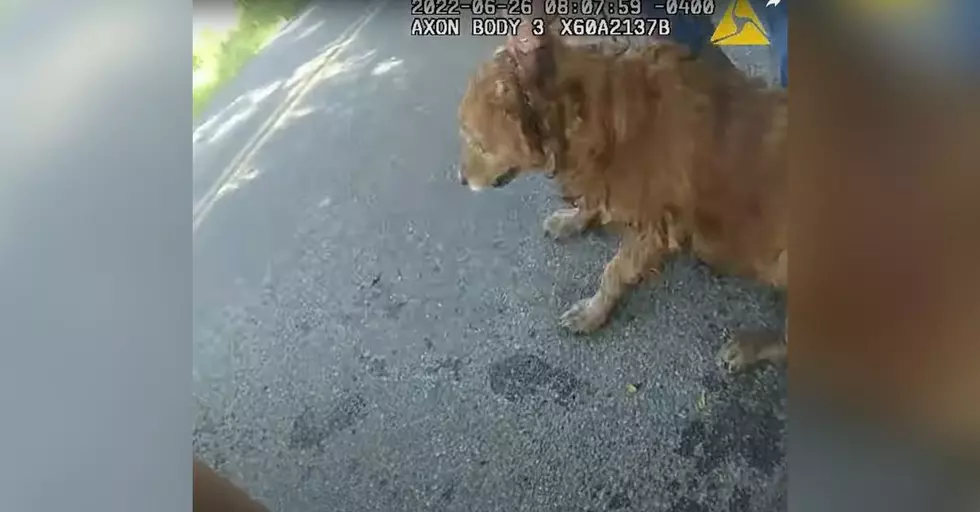 Body Cam Video of State Trooper Rescuing Conklin Dog Released