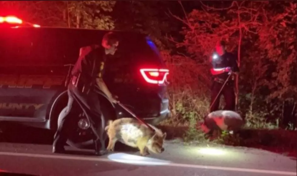 Tioga County Pigs Make Daring Escape to Join Police Force
