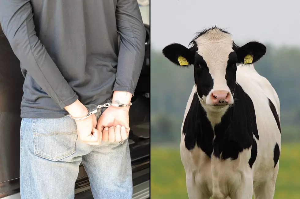 New York Animal Sanctuary Owner Arrested for Cow-Related Grand Larceny