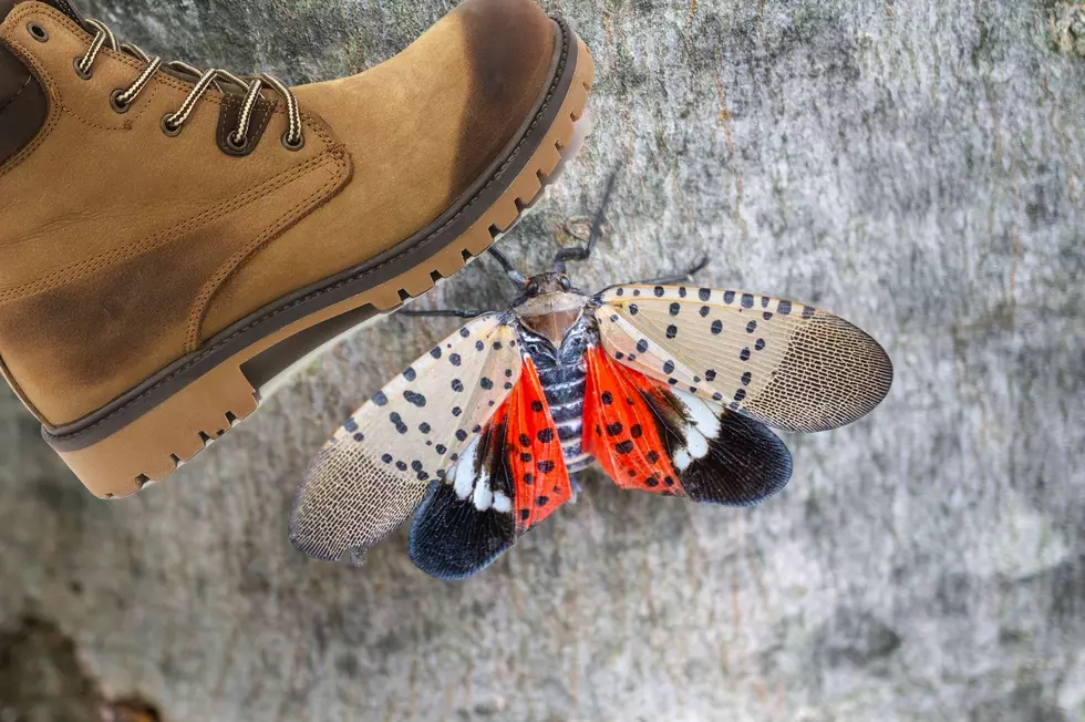 New York is Losing the War on Spotted Lanternflies