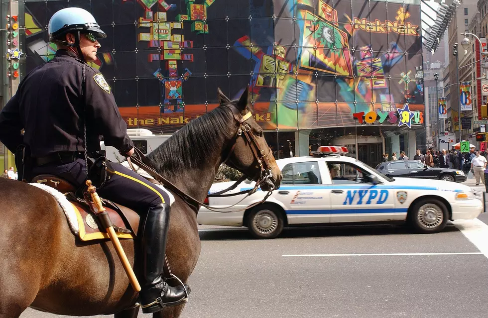 New York State Police Save Horses from Slaughter, Train Them to be Police Horses