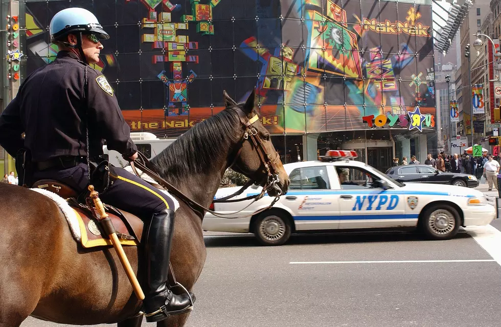 New York State Police Save Horses from Slaughter, Train Them