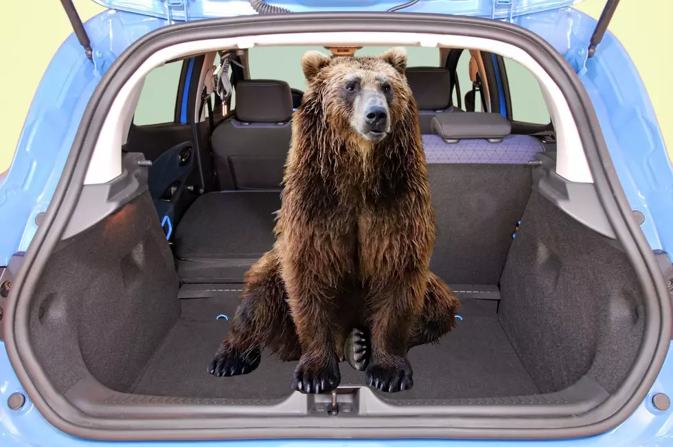New York Bear Breaks into SUV, Gets Stuck and Rescued