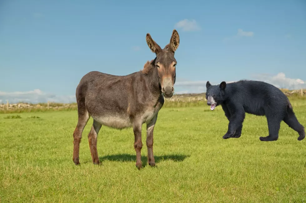Pet Donkey Killed by Black Bear in Upstate New York