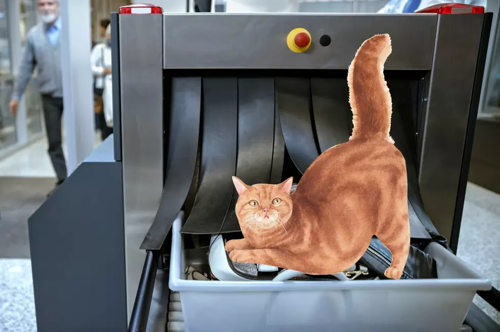 Sneaky Cat Found in Luggage at New York Airport