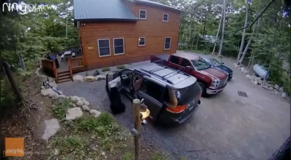 New York Bear Opens Minivan Door to Look For Food