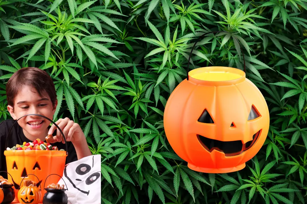 New York Child Accidentally Consumes Cannabis in Halloween Candy