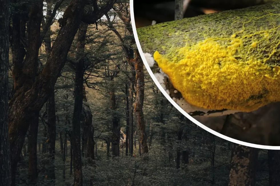 There’s a Disgusting Yellow Slime in New York Forests and It’s Alive