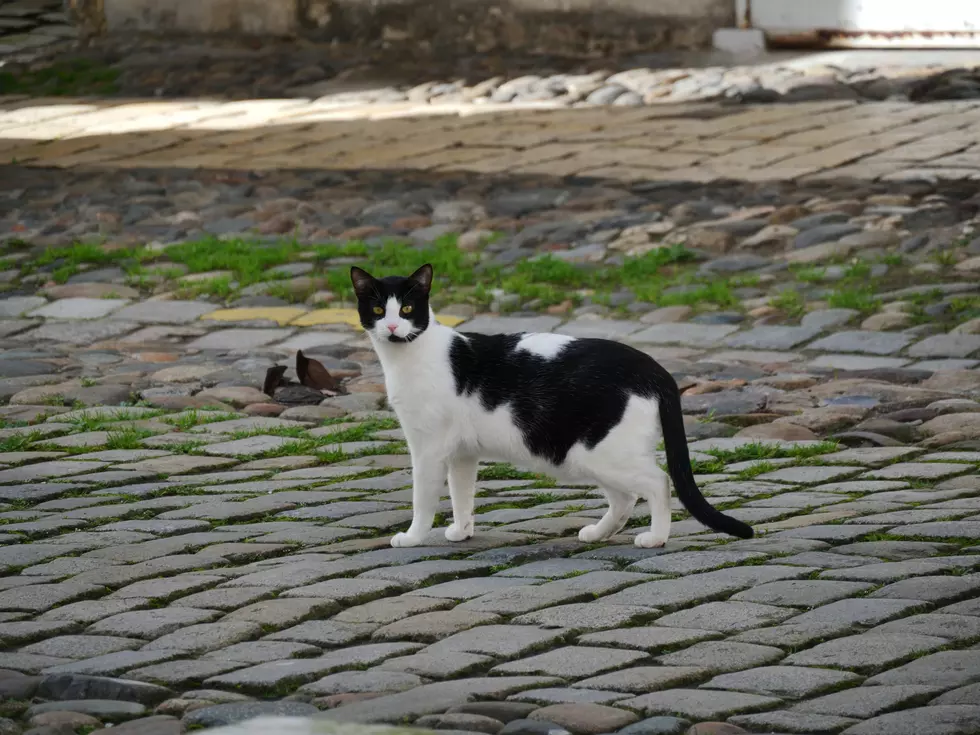 New York Cat Missing for Ten Years is Reunited With Family