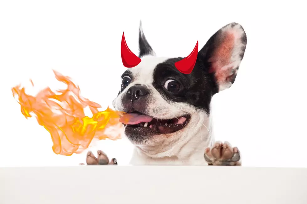 Would You Adopt a &#8220;Fire-Breathing Demon Dog&#8221; From This Upstate New York Shelter?