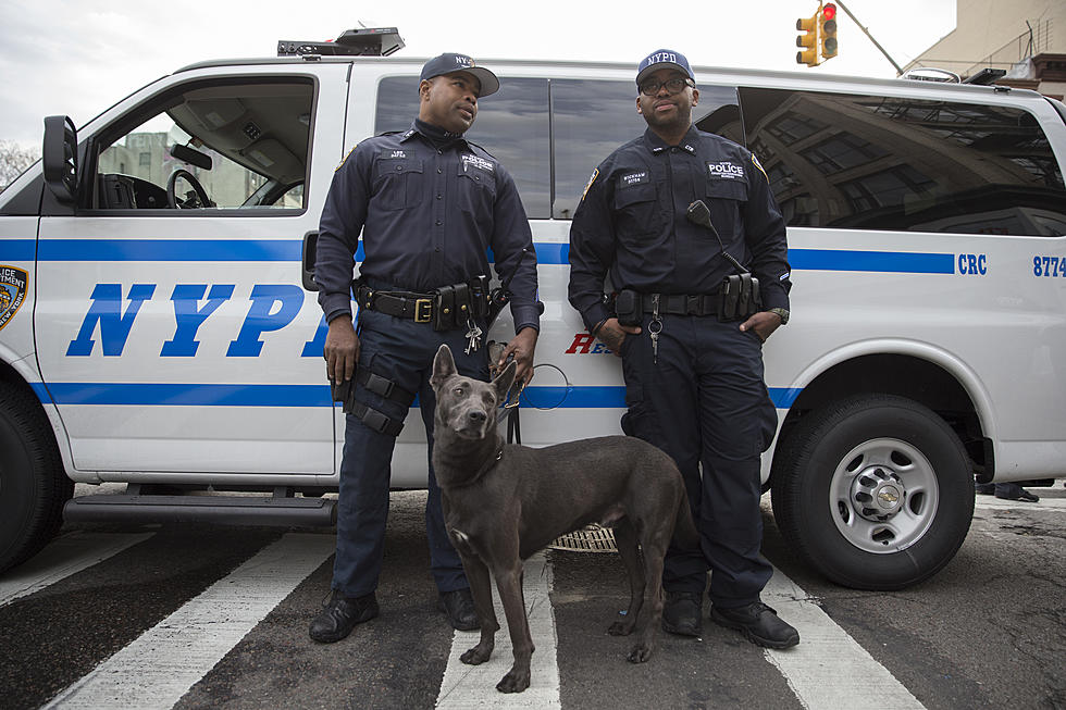 New York Pharmacy Turns to Dogs to Fight Shoplifting