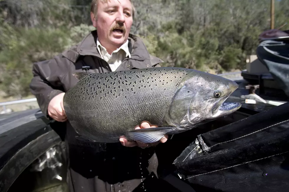 Growing Salmon Overrun New York Waters Ahead of Fishing Season