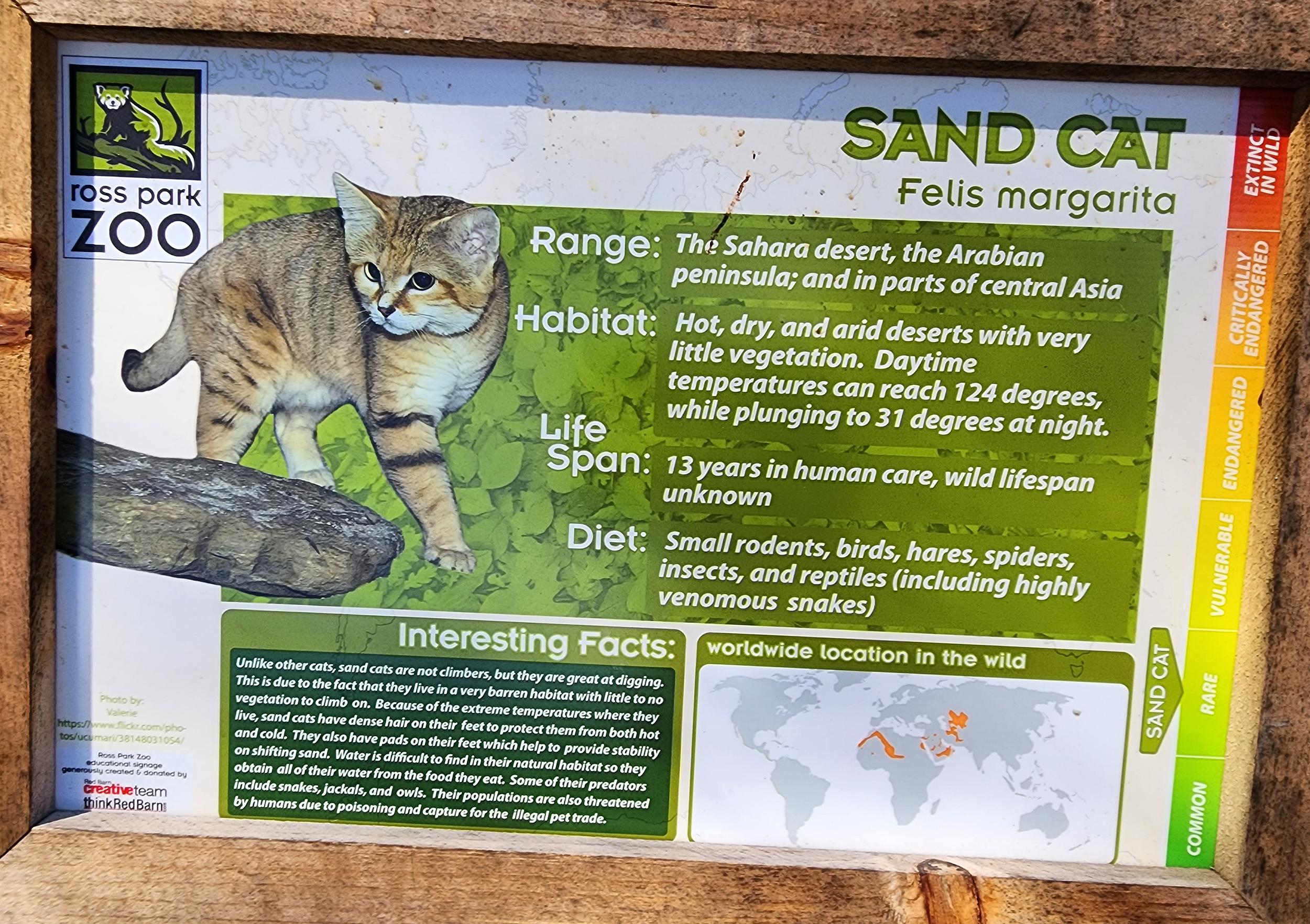 FIRST VIDEO: Ross Park Zoo's New Sand Cat Kittens Acting Cute