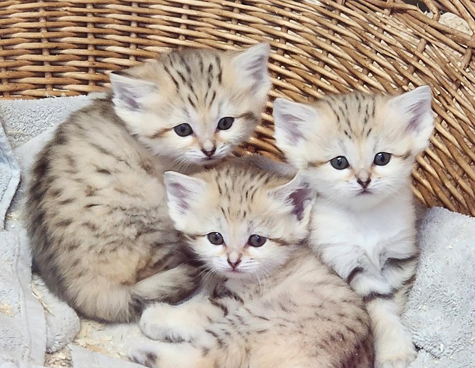FIRST VIDEO: Ross Park Zoo&#8217;s New Sand Cat Kittens Acting &#8220;Cute&#8221;