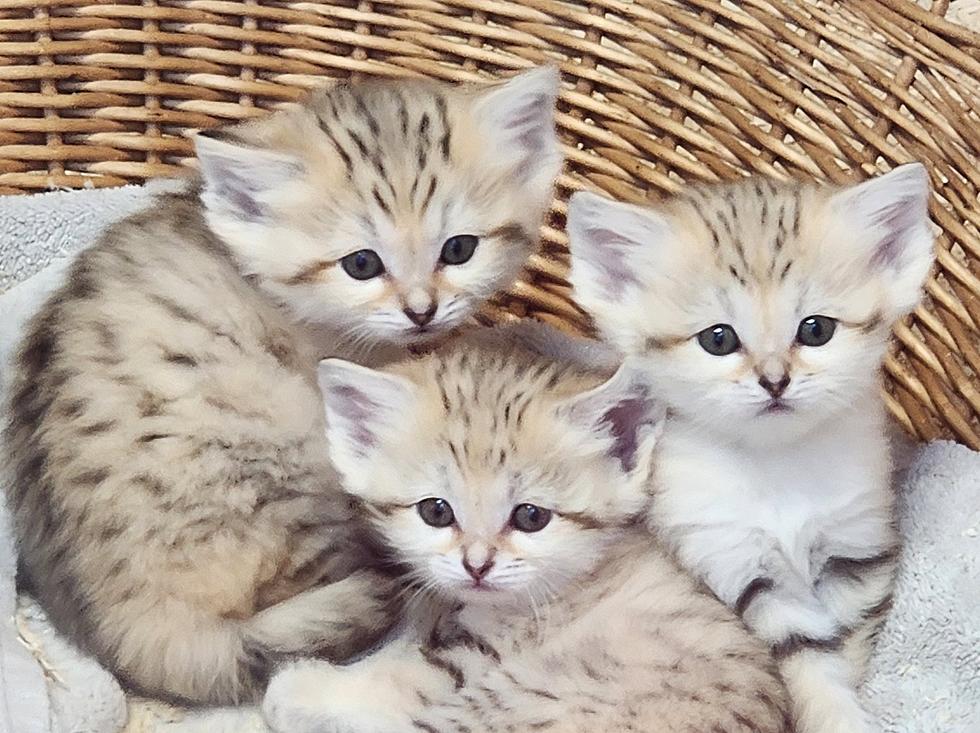 FIRST VIDEO: Ross Park Zoo’s New Sand Cat Kittens Acting “Cute”