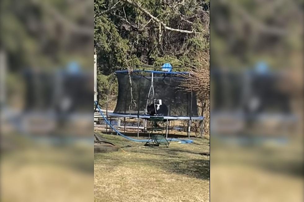 New York Bear Enjoys Trampoline After Winter Hibernation