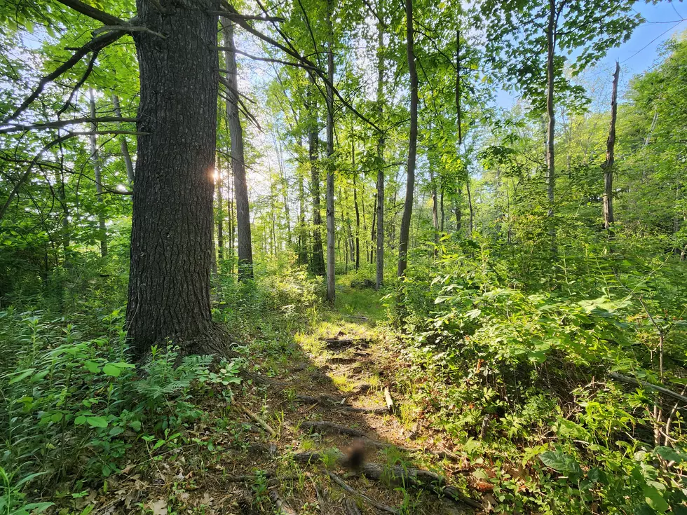 A brilliant scene in the Apalachin Marsh on June 4, 2023. (Photo: Bob Joseph/WNBF News)