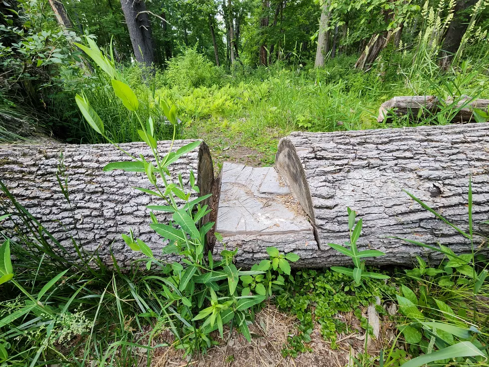 Visitors on one trail in the Apalachin Marsh step over a fallen tree. (Photo: Bob Joseph/WNBF News)