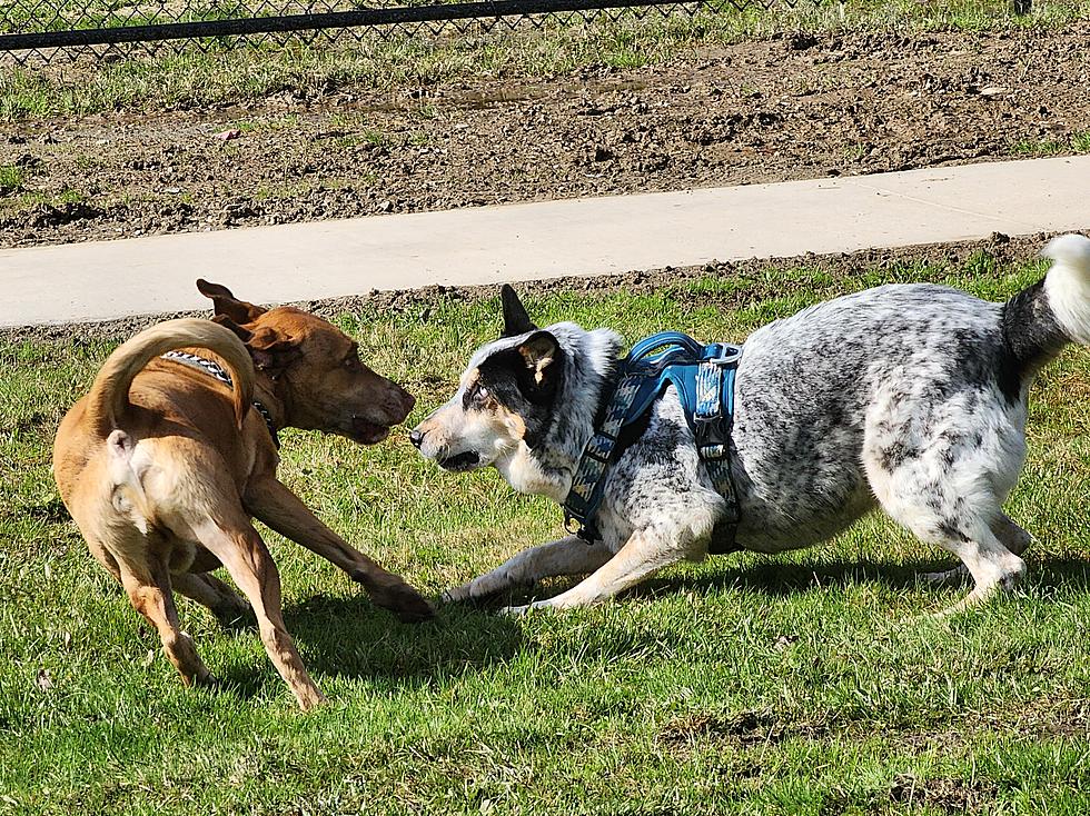 Woof! Broome Dog Park Now Open at Otsiningo North