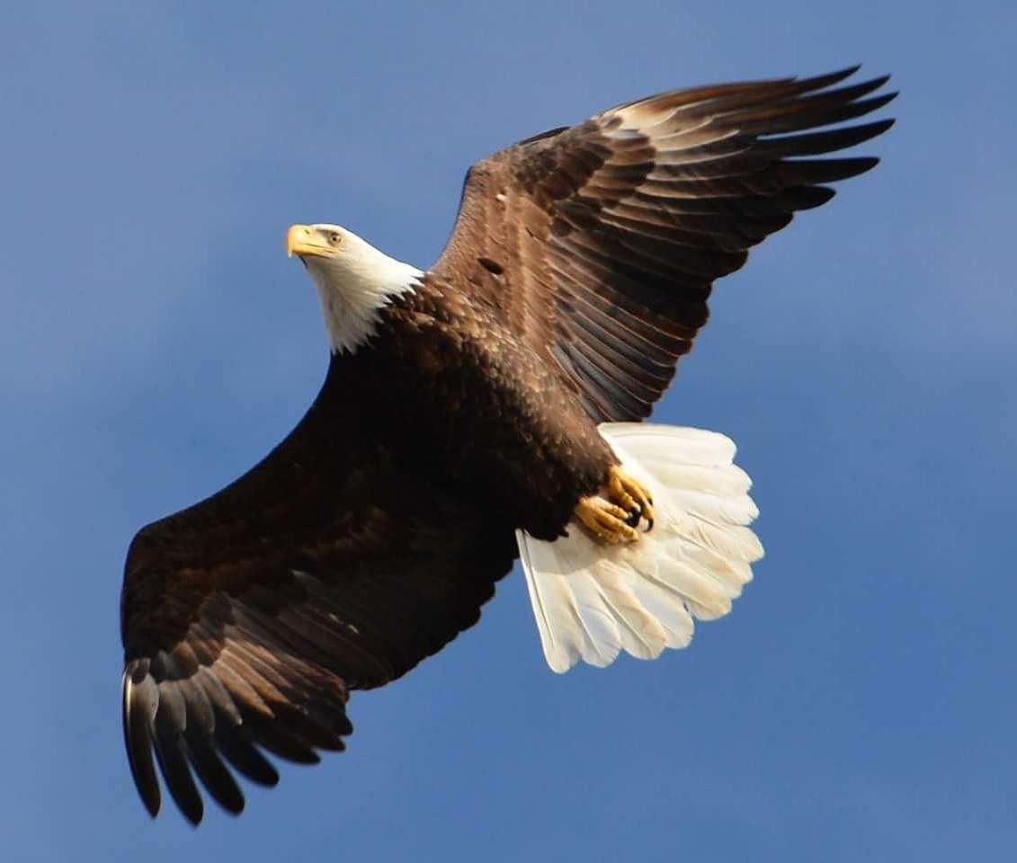 Prof. Yuille on X: Bald eagles are so huge they look like a guy in a  really good bald eagle costume.  / X