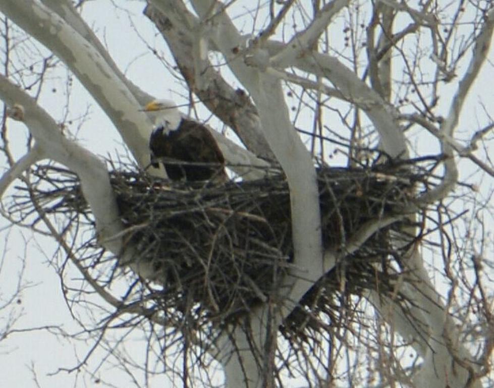 Broome County Bald Eagles Lose Their Home in Wind Storm
