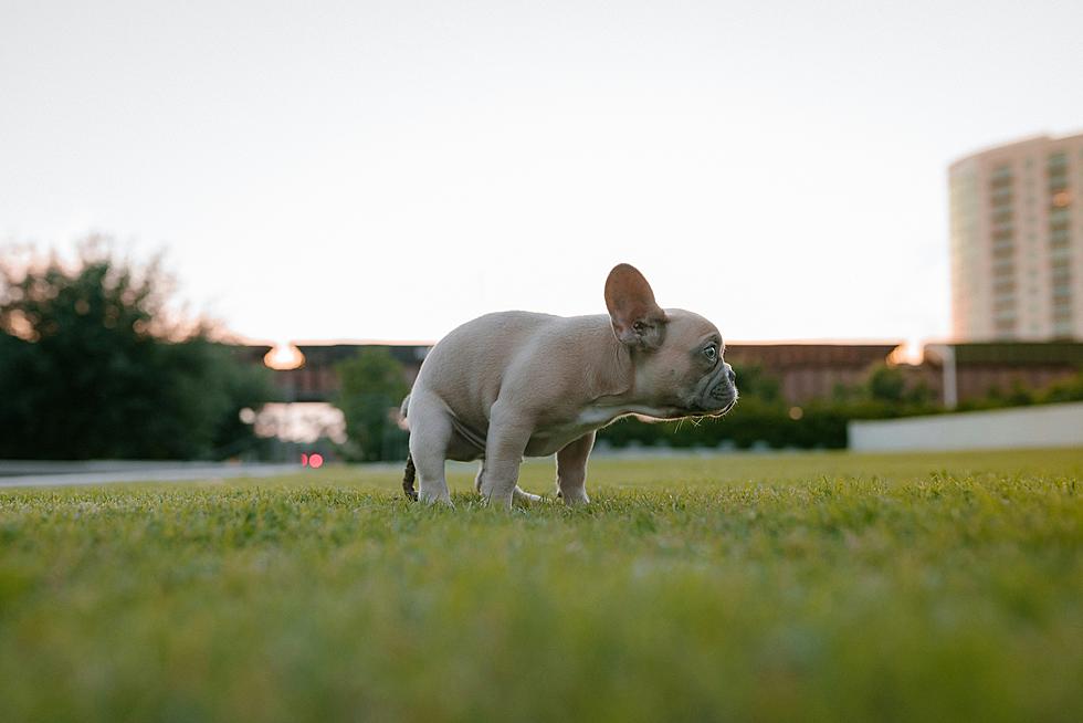 Why New Yorkers Shouldn’t Leave Dog Poo In Their Yard