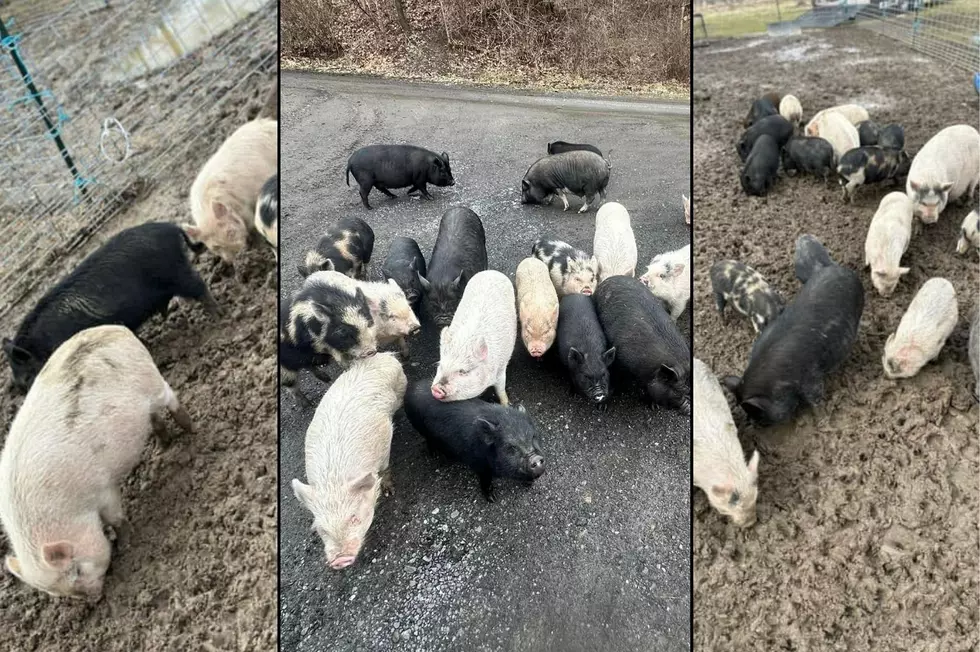 Eastern Snouts Adoption and Rehoming via Facebook