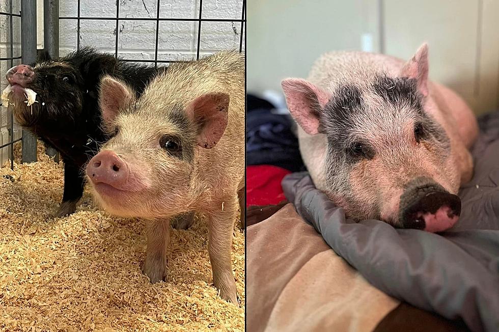 Hoarding Situation in Upstate New York Leads to Mini Pigs in Need of Homes