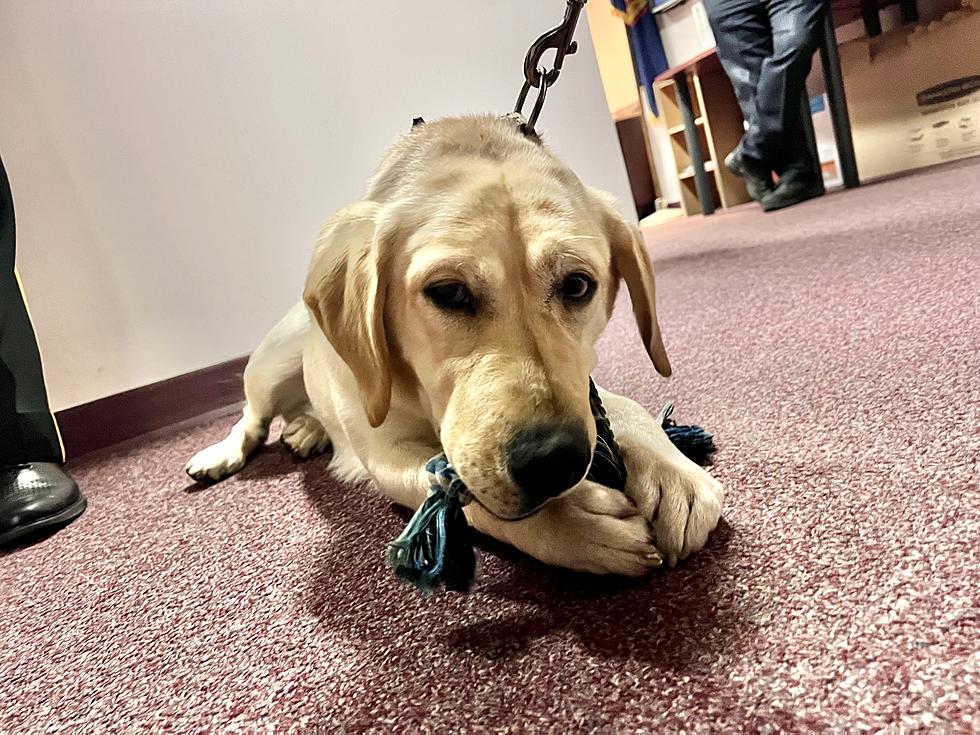 Broome County New York Sheriff’s K9 Marley Sniffs Out Illegal Substances At Facility