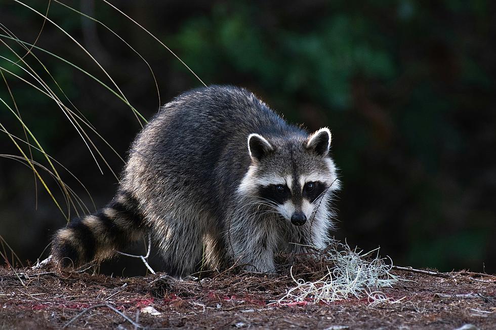 Rabies Alert In Chenango County New York